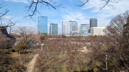 Château d'Osaka entouré de cerisiers en hiver dans le parc