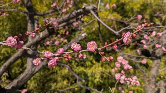 Château d'Osaka entouré de fleurs de cerisier en pleine floraison