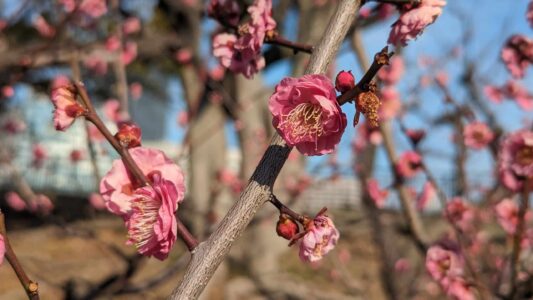 Gros plan sur des fleurs de cerisier devant le Château d'Osaka, avec un ciel bleu en arrière-plan