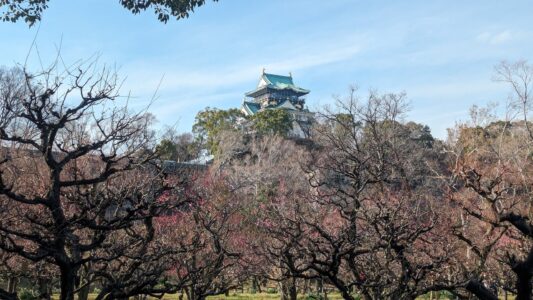 Château d'Osaka entouré de cerisiers en fleurs en hiver, avec un ciel bleu