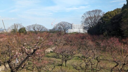 Vue panoramique sur la ville d'Osaka depuis le Château d'Osaka, entouré de cerisiers en fleurs en hiver