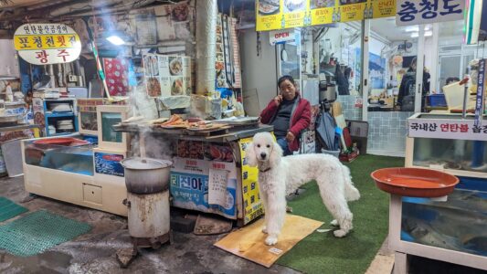 Photographier la vie locale et les habitants à Busan en Corée du sud