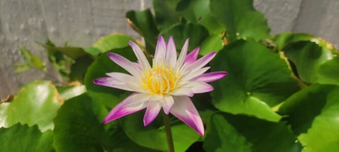 Fleur de lotus violette et jaune