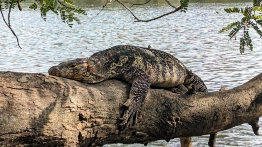 Un varan se reposant sur une branche d'arbre dans le parc Lumpini à Bangkok