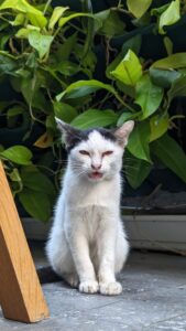 Un chat blanc et noir debout, miaulant