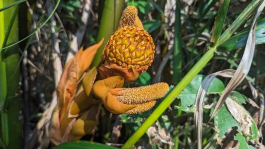 Fleurs jaunes ressemblant à un fruit dans le parc Bangkachao à Bangkok