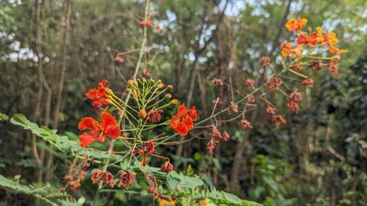Fleurs orange dans le parc Bangkachao à Bangkok