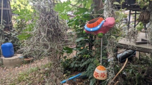 Petite tortue rose suspendue comme décoration dans un café de Bangkachao