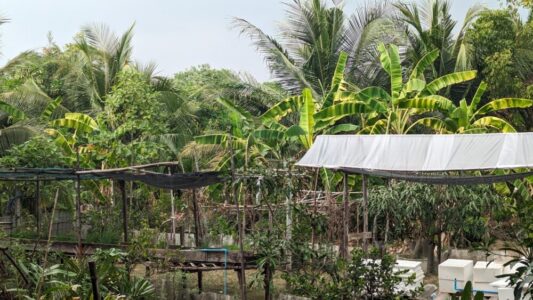 Le parc de Bangkachao à Bangkok, avec des bananiers et des structures en bois