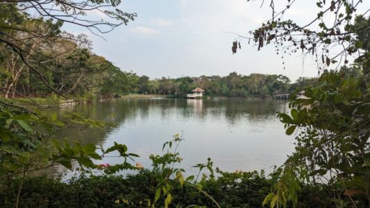 Lac entouré de végétation tropicale dans le parc de Bangkachao à Bangkok
