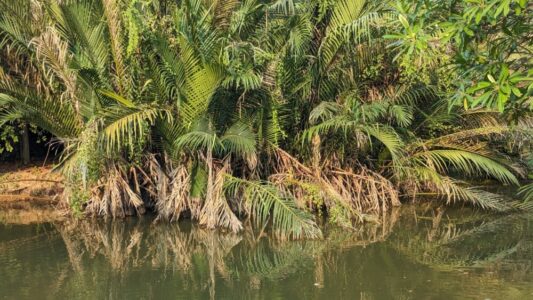 Lac entouré de palmiers dans le parc de Bangkachao à Bangkok