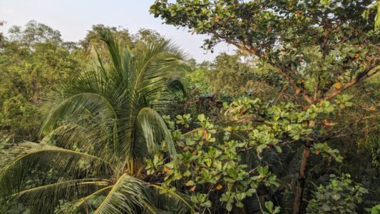 Végétation luxuriante avec palmiers et arbres dans le parc Bangkachao à Bangkok