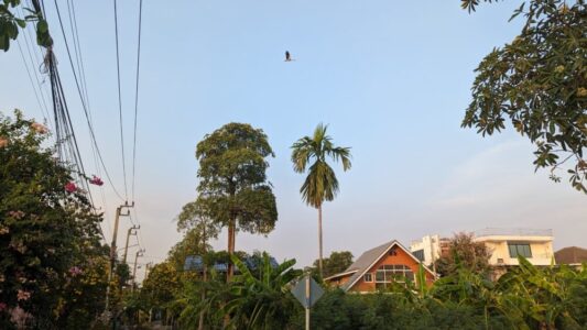Maison entourée de végétation avec une cigogne dans le parc Bangkachao à Bangkok