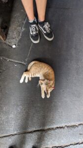 Vue en plongée d'un petit chat blanc-beige aux yeux verts, assis dans les rues de Bangkok
