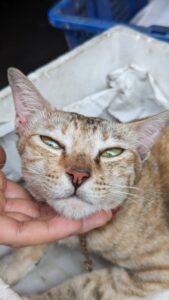 Portrait d'un chat blanc-beige aux yeux verts, assis dans les rues de Bangkok