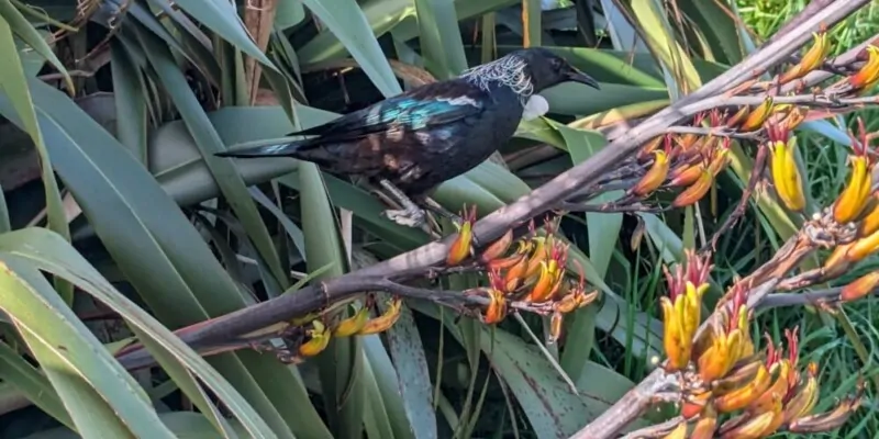 Un tui posé sur une branche, vue depuis Mont Victoria à Wellington