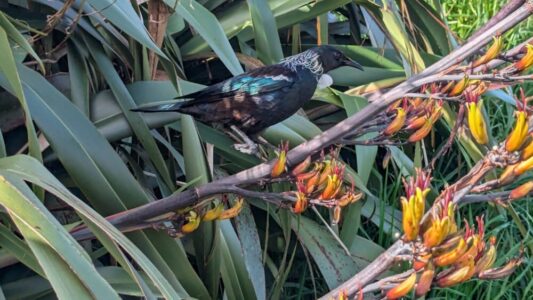 Un tui posé sur une branche, vue depuis Mont Victoria à Wellington