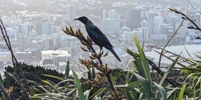 Un tui perché sur une branche, avec l'architecture des immeubles de Wellington en arrière-plan