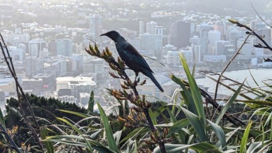 Un tui perché sur une branche, avec l'architecture des immeubles de Wellington en arrière-plan