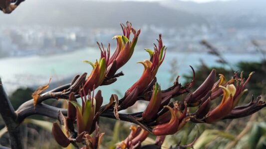 Fleurs colorées au sommet de Mont Victoria, ajoutant de la vibrance au paysage de Wellington