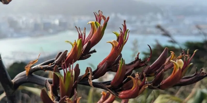 Fleurs colorées au sommet de Mont Victoria, ajoutant de la vibrance au paysage de Wellington