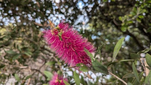 Fleurs de plumeau rose à Wellington, ajoutant une touche de couleur vibrante à la capitale