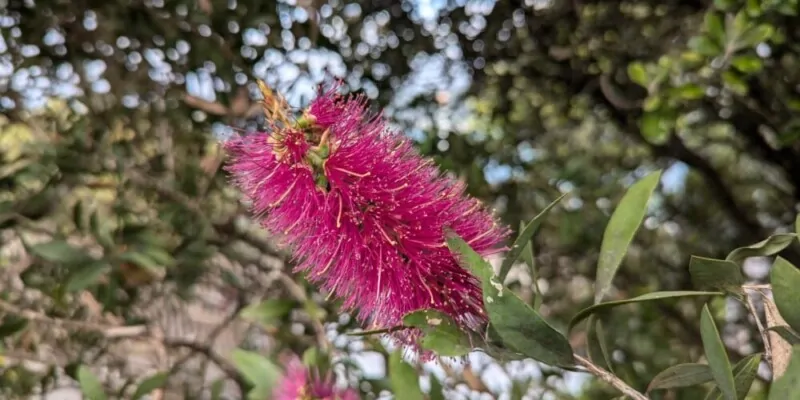 Fleurs de plumeau rose à Wellington, ajoutant une touche de couleur vibrante à la capitale